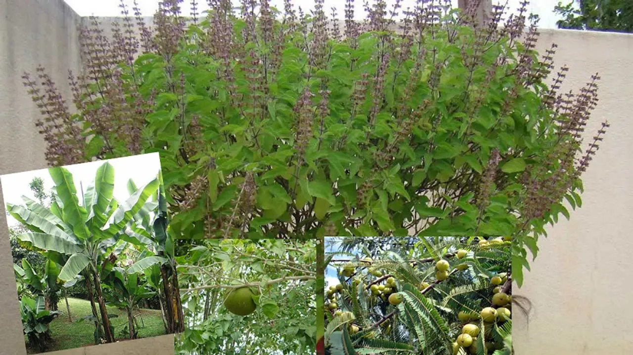 କେଉଁ ଗଛକୁ ପୂଜା କଲେ କ'ଣ ହୁଏ ଜାଣନ୍ତୁ