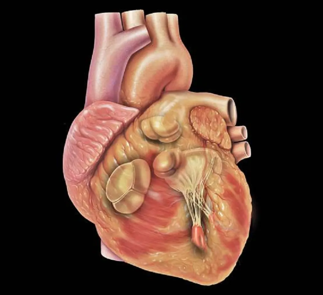 ହାର୍ଟ ପାଇଁ ହିତକର ଏସବୁ ଖାଦ୍ୟ: ବିଭିନ୍ନ ରୋଗରୁ ମିଳିବ ମୁକ୍ତି  