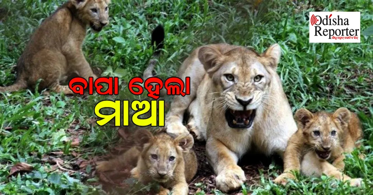 ମା’ ଛେଉଣ୍ଡ ଛୁଆକୁ କୋଳେଇ ନେଇଛି, ଅଜାଡ଼ି ଦେଉଛି ଶ୍ରଦ୍ଧା   