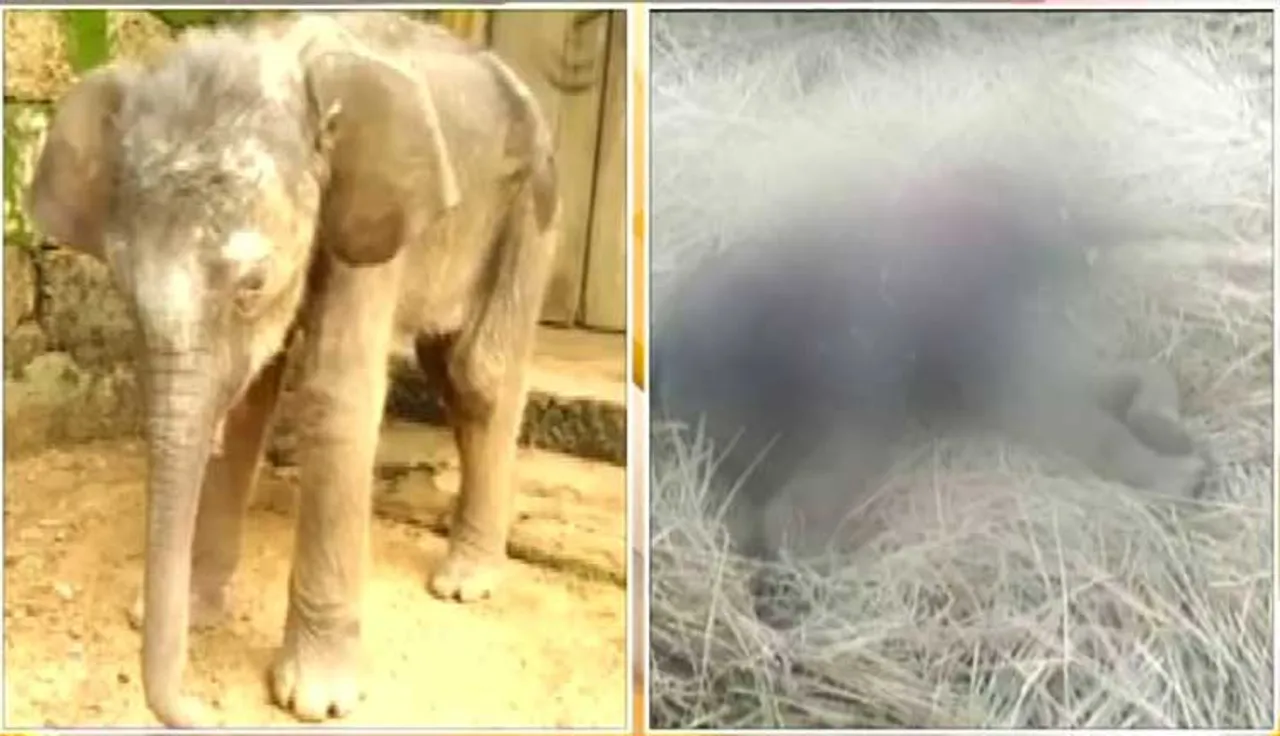 କେନାଲରୁ ଉଦ୍ଧାର ହାତୀ ଛୁଆର ଚାଲିଗଲା ଜୀବନ