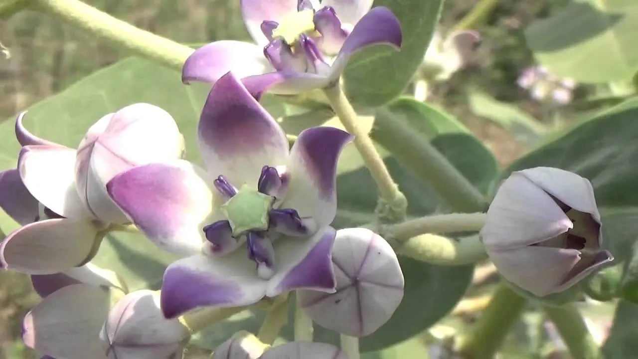 ଡାଏବେଟିସ୍‌, ଶ୍ୱାସ ଏବଂ ରକ୍ତଚାପ ପାଇଁ ଉପକାରୀ ଅରଖ ଫୁଲ