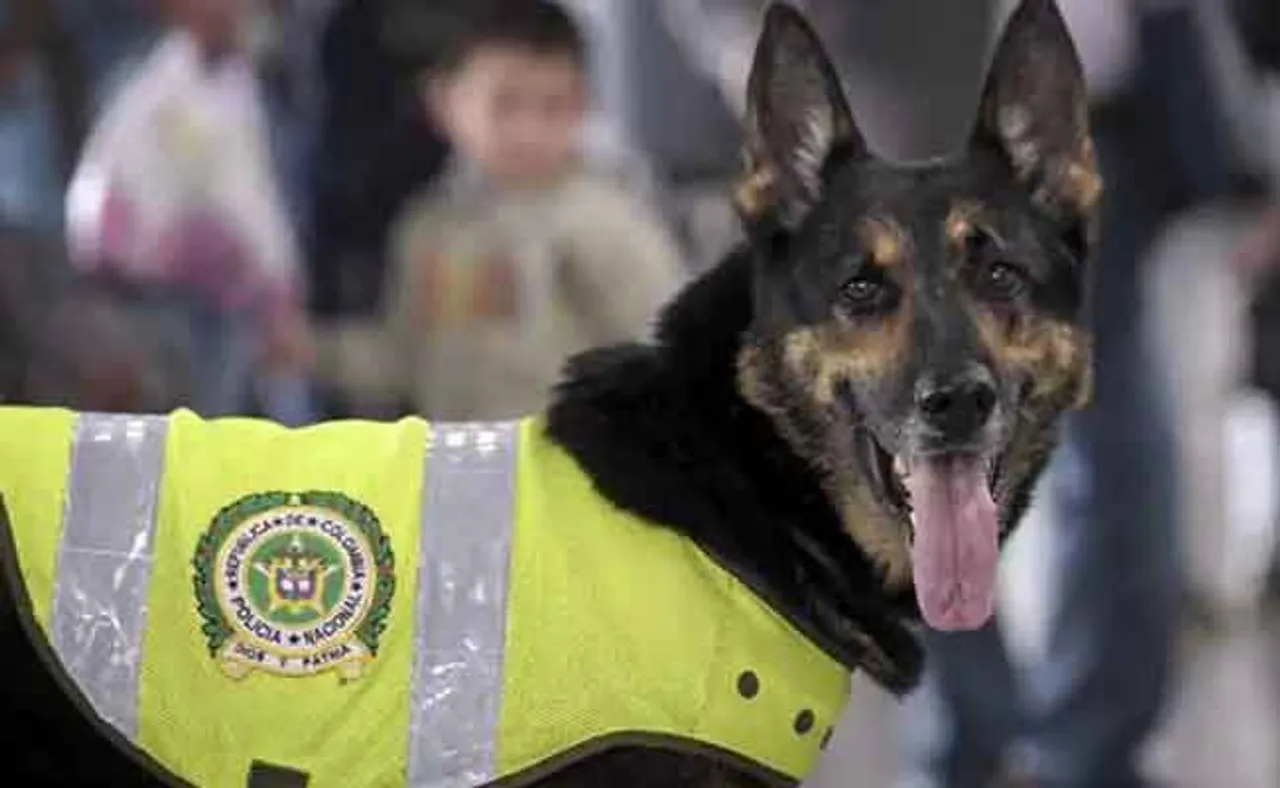 କୁକୁର ନାଁରେ ୪ ଲକ୍ଷ ଟଙ୍କାର ମୁଣ୍ଡଜାମିନ୍‌