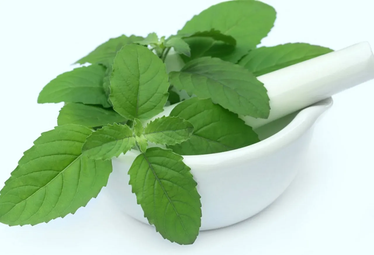 ଗର୍ଭାବସ୍ଥାରେ ତୁଳସୀ ପତ୍ର ଖାଇଲେ ମିଳେ ଏଇ ସବୁ ଲାଭ