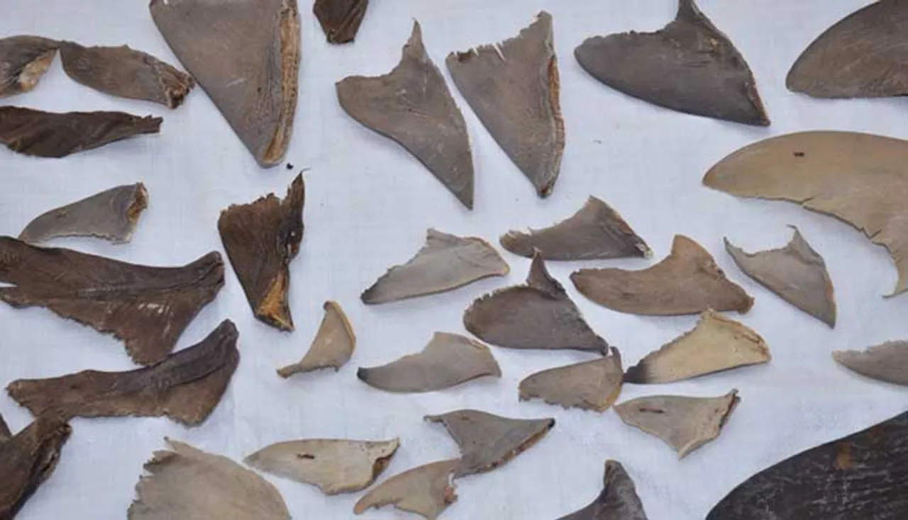 ୪୫ କୋଟି ଟଙ୍କା ମୂଲ୍ୟର ୮ ହଜାର କେଜି ଶାର୍କ ଫିନ୍‌ ଜବତ