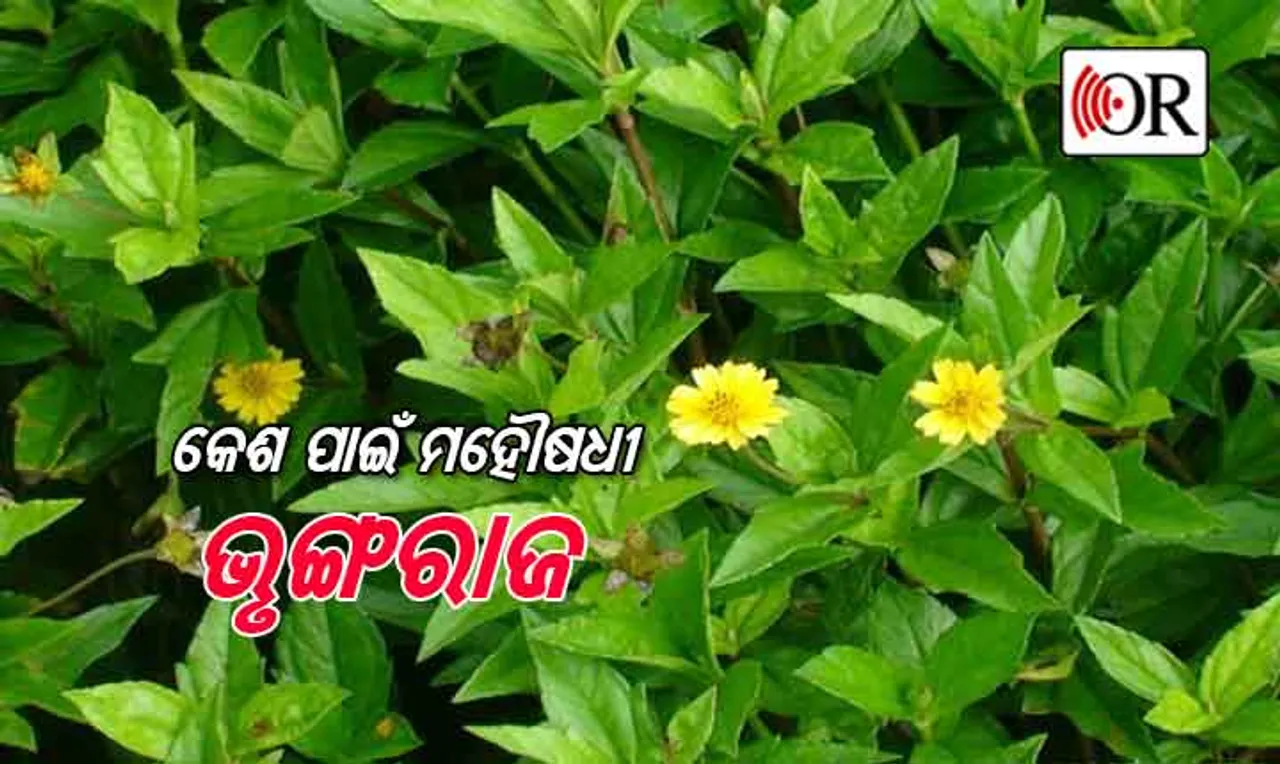 ଘରେ ପ୍ରସ୍ତୁତ କରନ୍ତୁ ଭୃଙ୍ଗରାଜ ଆୟୁର୍ବେଦିକ ତେଲ