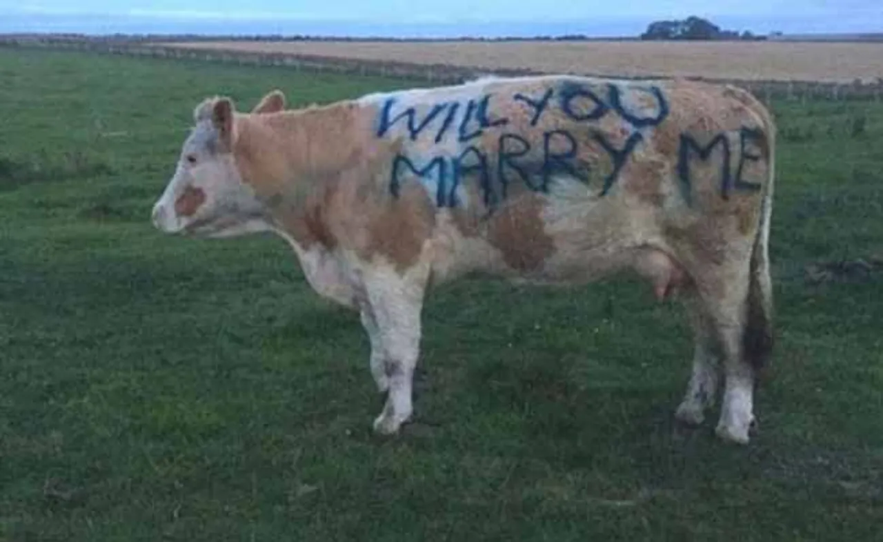 ପ୍ରେମ ପାଇଁ ନିଆରା ପ୍ରପୋଜ୍‌: ଗାଈ ଦେହରେ ଲେଖିଲେ ‘ୱିଲ୍ ୟୁ ମ୍ୟାରି ମି’