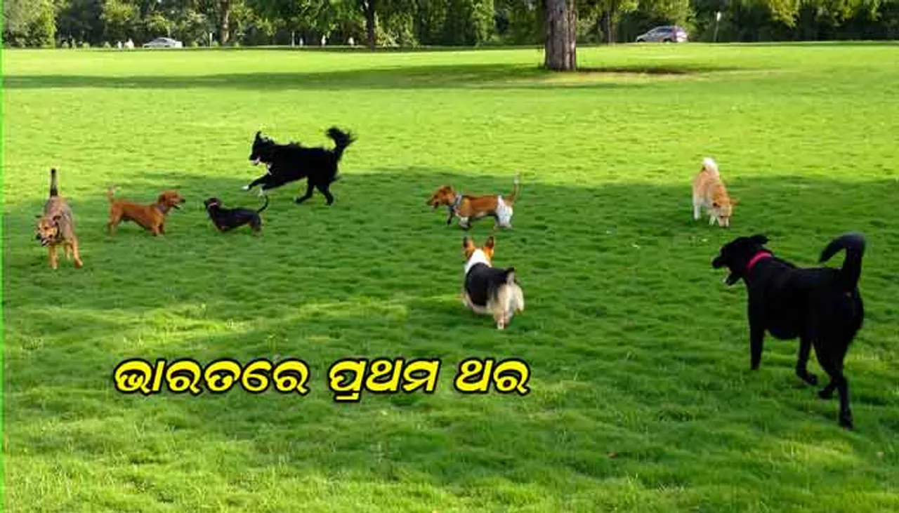 ଏଇ ସହରରେ ହେବାକୁ ଯାଉଛି ଦେଶର ପ୍ରଥମ ‘ଡଗ୍‌ ପାର୍କ’