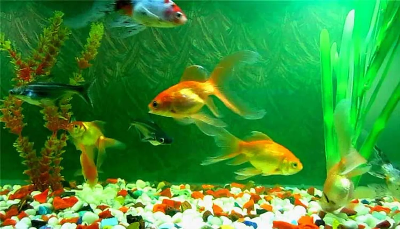 ବାସ୍ତୁଶାସ୍ତ୍ର ଅନୁସାରେ ଏପରି ରଖନ୍ତୁ ଫିଶ୍‌ ଆକ୍ୱାରିଅମ୍, ମିଳିବ ସୁଫଳ