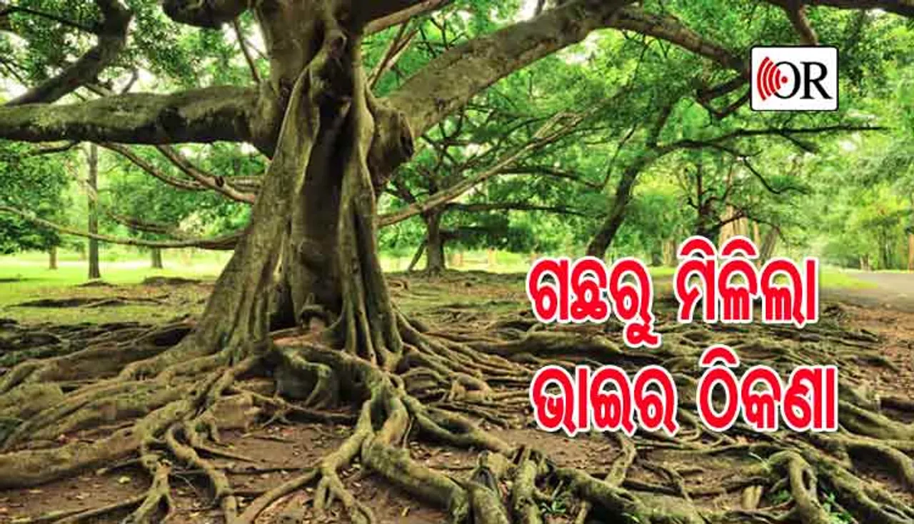 ବିଶାଳ ଗଛରେ ଭାଇଙ୍କ ଖବର ପାଇଲେ ଭଉଣୀ