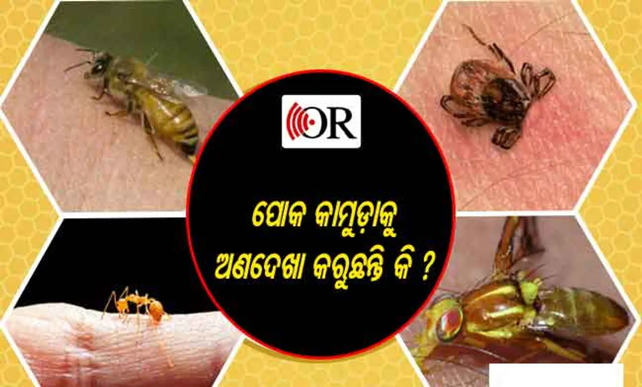 ବର୍ଷାଦିନେ ପୋକ କାମୁଡ଼ିଦେଲେ ତୁରନ୍ତ କରନ୍ତୁ ଏମତି ଚିକିତ୍ସା, ଚଟାପଟ୍‌ ପାଇବେ ଉପଶମ