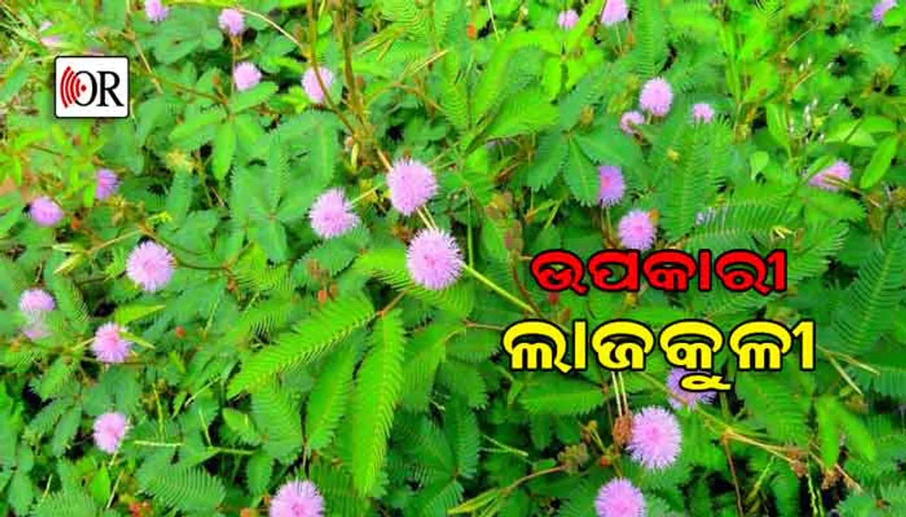 ଡାଇବେଟିସ୍‌ ଏବଂ କିଡ୍‌ନୀ ରୋଗୀଙ୍କ ପାଇଁ ଉପକାରୀ ଏହାର ପତ୍ର ଆଉ ଫୁଲ