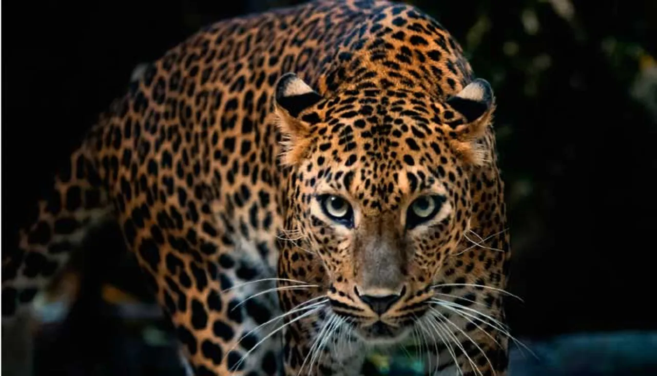 ସର୍ଜିକାଲ ଷ୍ଟ୍ରାଇକ୍‌ ସମ୍ପର୍କରେ କିଛି ଅଜଣା କଥା, ଚିତା ବାଘର ପରିସ୍ରାକୁ କାହିଁକି ବ୍ୟବହାର କରିଥିଲା ସେନା