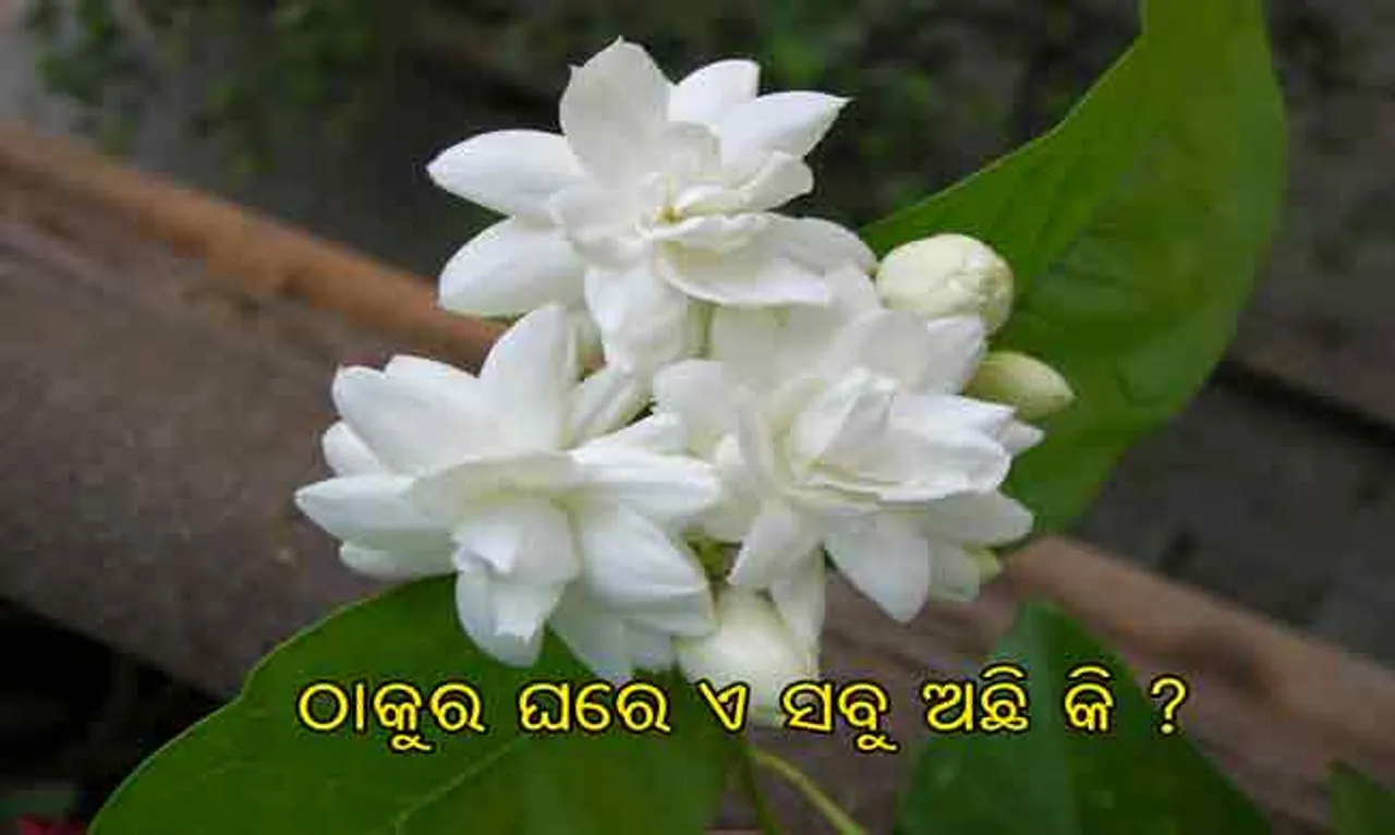 ଠାକୁର ଘରେ ରଖନ୍ତୁ ଏହି ୫ ସାମଗ୍ରୀ, ମାଲେମାଲ୍‌ ହୋଇଯିବେ