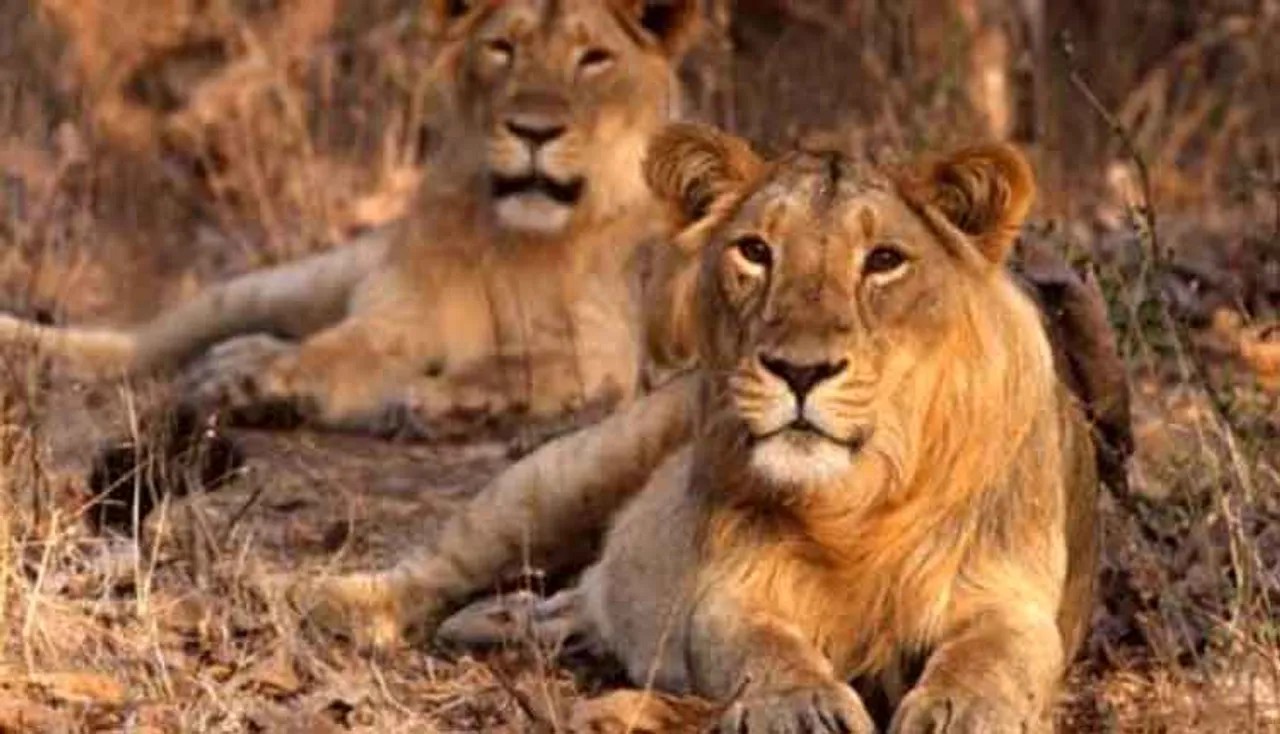 ସିଂହଶୂନ୍ୟ ହେବ କି ଭାରତ ? ଗିର୍‌ରେ ୧୮ ଦିନରେ ୨୧ ମୃତ