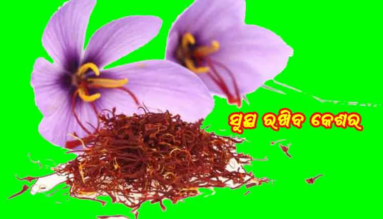 କ୍ୟାନସର୍‌ ଦୂର କରିବ କେଶର 