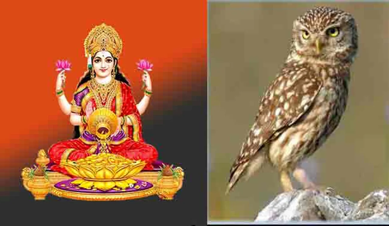 ଆପଣ, ଘର ପାଖେ ପେଚା ଦେଖୁଛନ୍ତି କି ?