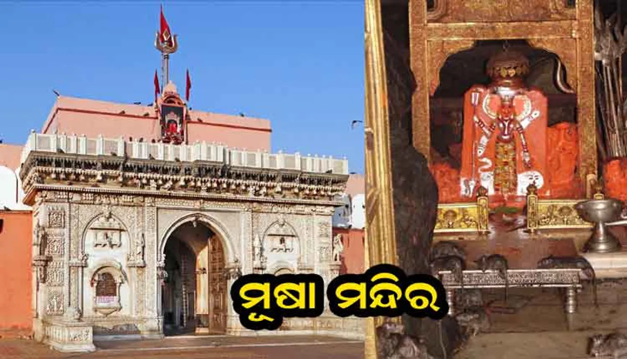 ଏମିତି ଏକ ମନ୍ଦିର ଯେଉଁଠି ପୂଜା ପାଆନ୍ତି ମୂଷା