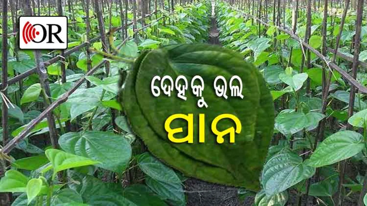 ପାନରେ ରହିଛି ଏହି ସବୁ ଔଷଧୀୟ ଗୁଣ  