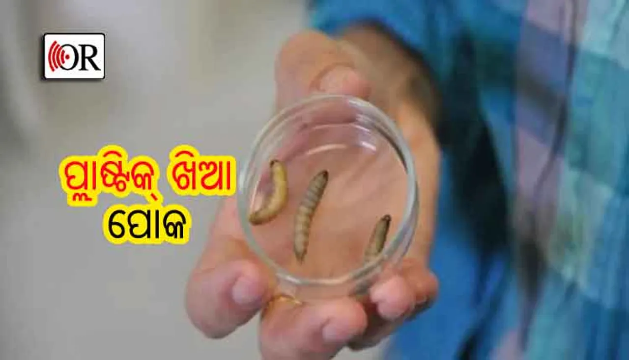 ମାଟିରେ ମିଶିବାକୁ ବର୍ଷ ବର୍ଷ ଲାଗୁଥିବା ପ୍ଲାଷ୍ଟିକ୍‌କୁ କିଛି ସମୟରେ ଖାଇଦେବ ଏହି ପୋକ