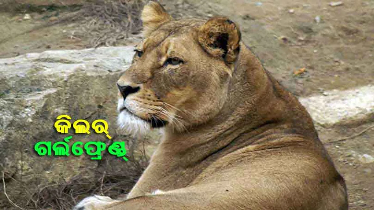 ୮ ବର୍ଷ ଏକାଠି ରହିବା ପରେ ସାଥୀକୁ ହତ୍ୟା କଲା ସିଂହୀ