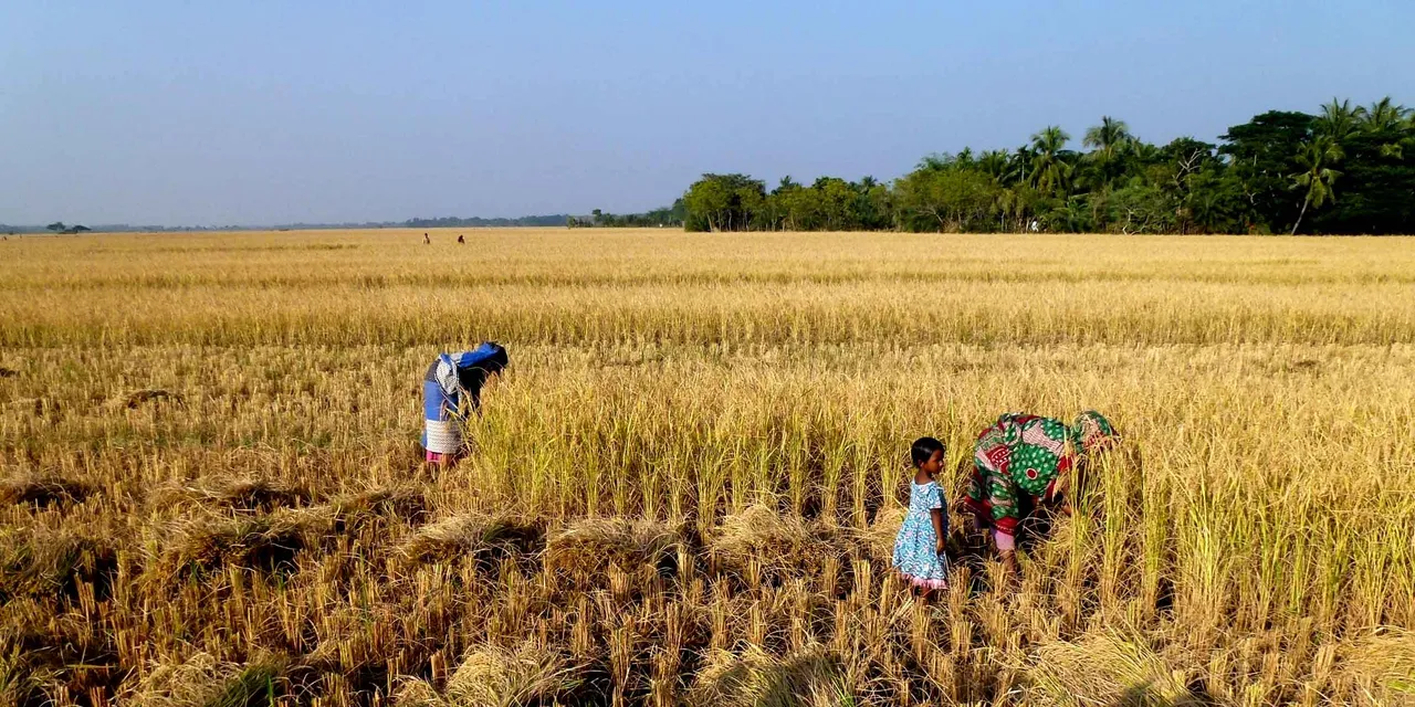 ଟଙ୍କା ଖାଇବାକୁ ଚାଷୀଙ୍କ ସହ ଖେଳ, ମଲା ଲୋକଙ୍କ ନାଁରେ ବି ହୋଇଛି ଚଳୁ