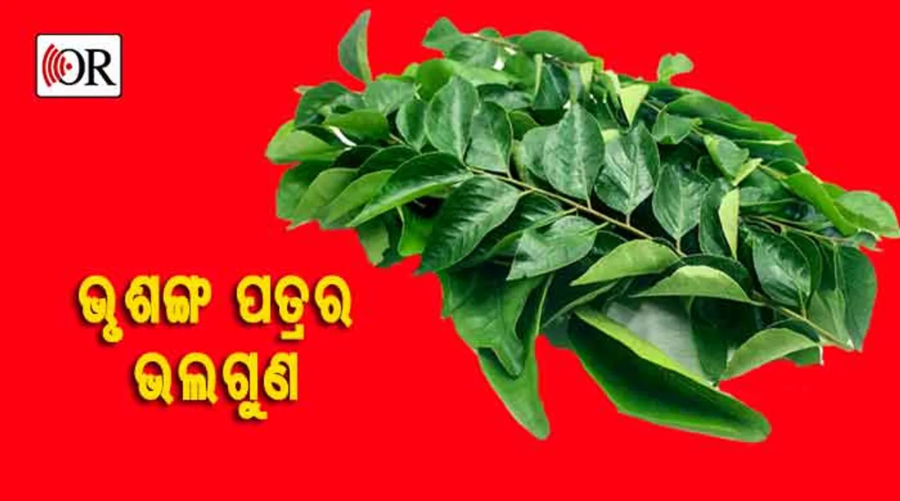 ଭୃଶଙ୍ଗ ପତ୍ରରେ ରହିଛି ଏହି ଔଷଧୀୟ ଗୁଣ