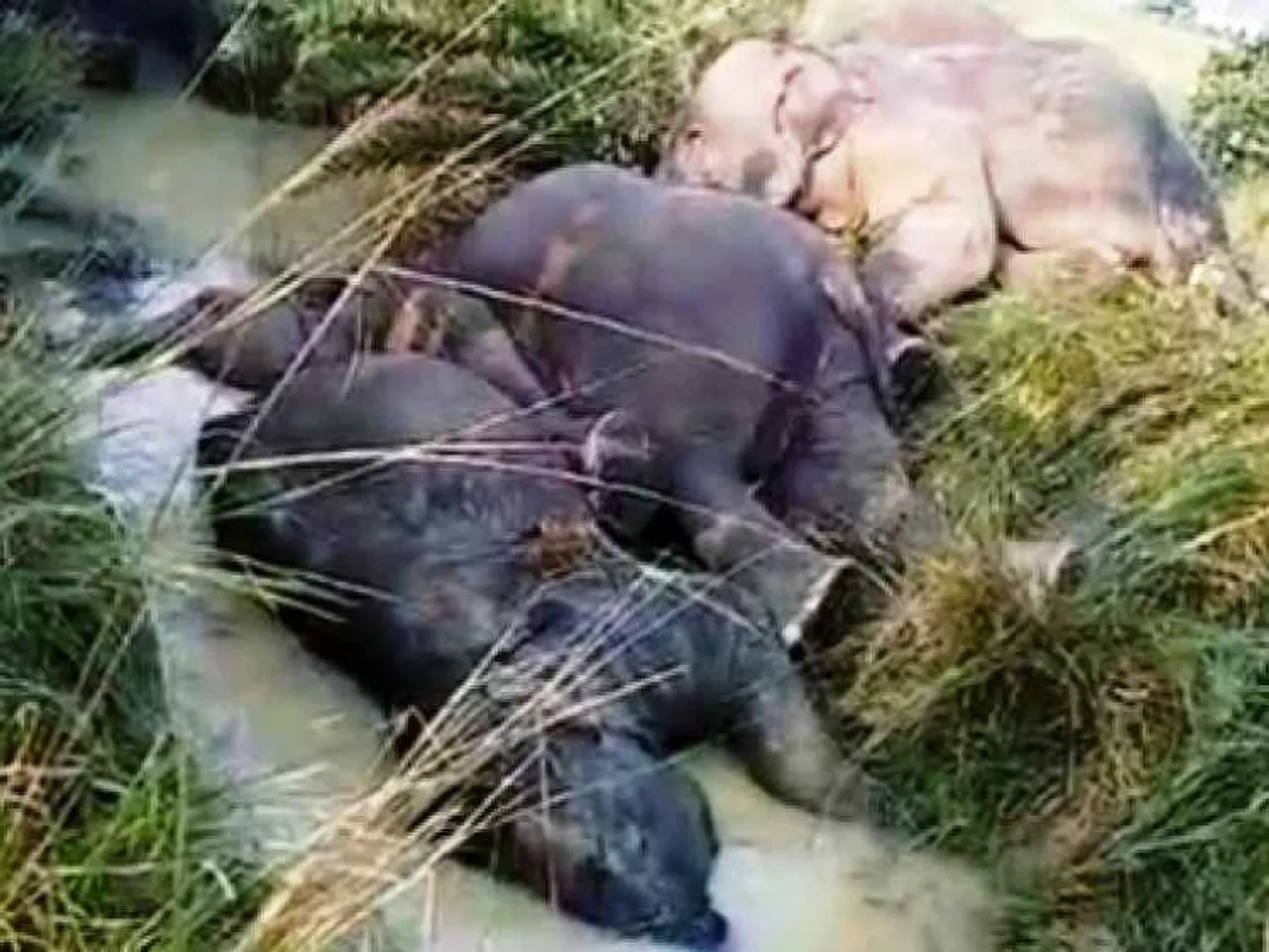 ୭ଟି ହାତୀ ମୃତ୍ୟୁ ଘଟଣାର ତଦନ୍ତ ପାଇଁ ଟିମ୍ ଗଢ଼ିଲେ ଏନଜିଟି