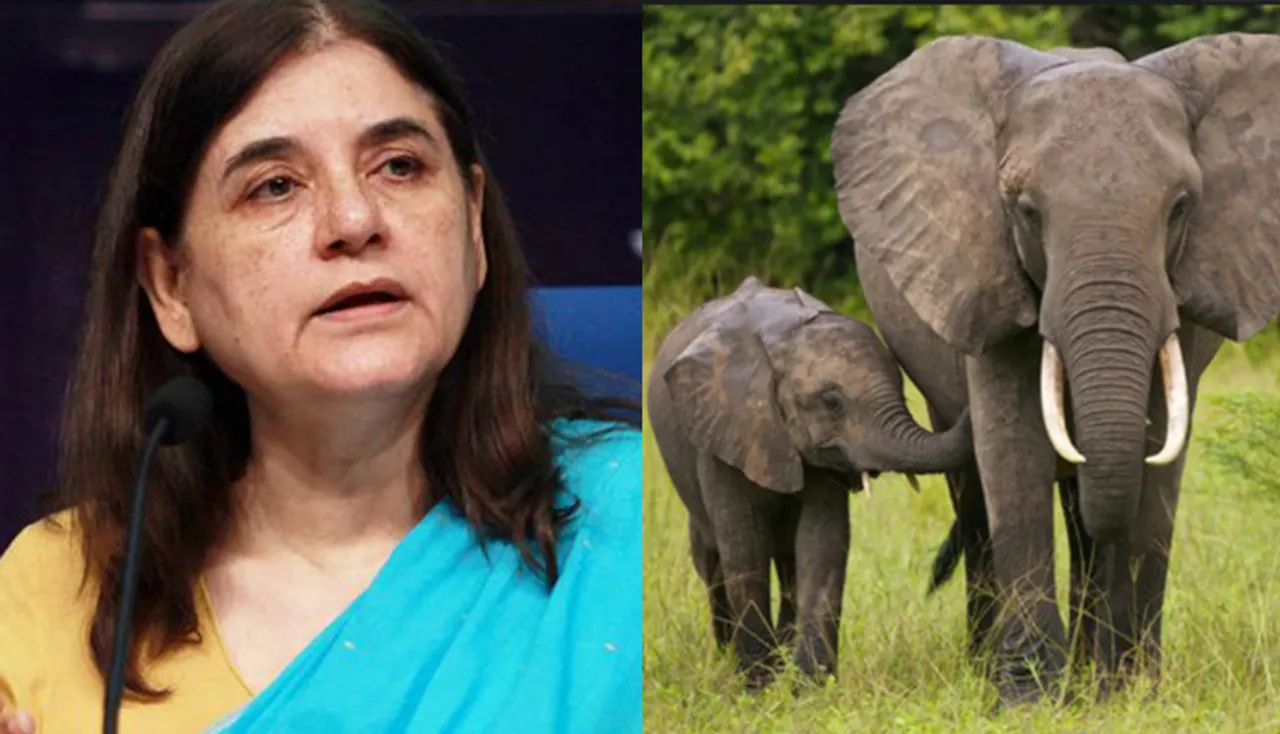 ନବୀନଙ୍କୁ ମାନେକା ଗାନ୍ଧିଙ୍କ କଡ଼ା ଚିଠି: ହାତୀ ମୃତ୍ୟୁ ରୋକିବାକୁ ପଦକ୍ଷେପ ନିଆଯାଉନି