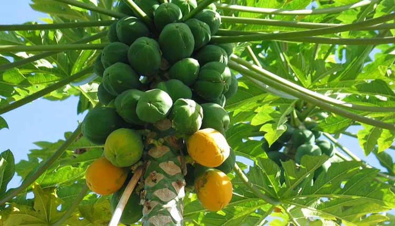 ଶରୀର ପାଇଁ ଏମିତି ଉପକାରୀ ଅମୃତଭଣ୍ଡା