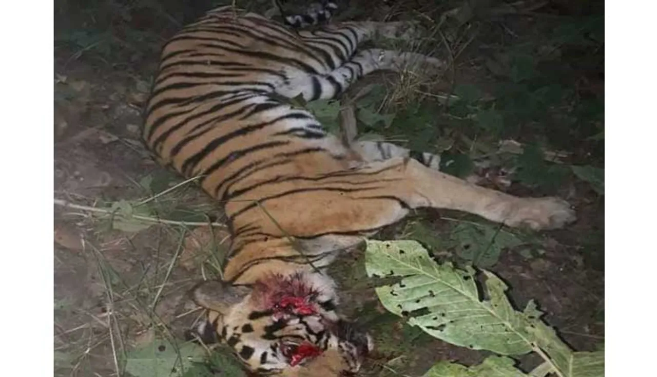 ମଣିଷ ମାରିବା ପରେ ବାଘୁଣୀକୁ ଟ୍ରାକ୍ଟର ଚଢ଼ାଇ ହତ୍ୟା