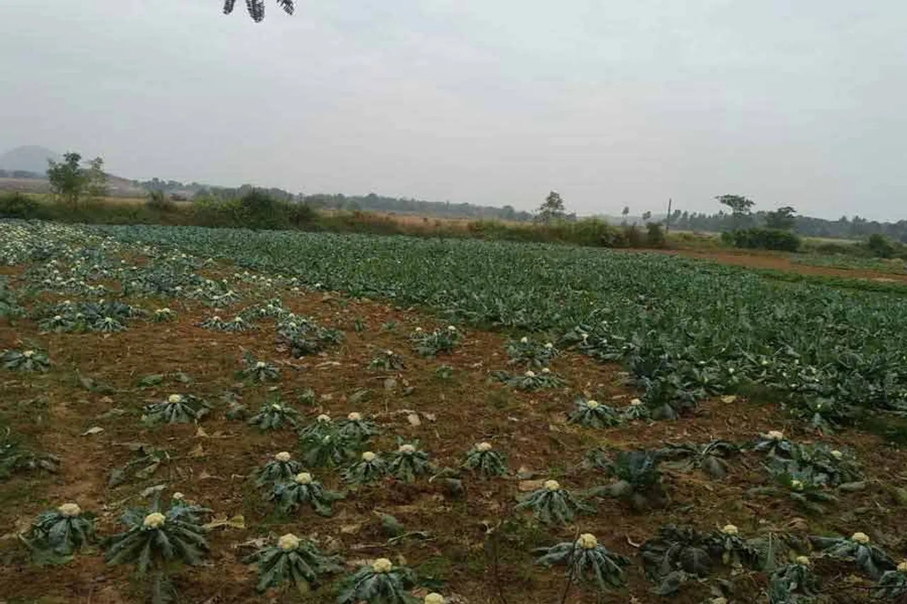 'ଆଉ ଏ କୋବି ତୋଳିବାନି,ଗୋରୁ ଚରେଇ ଦେବା'