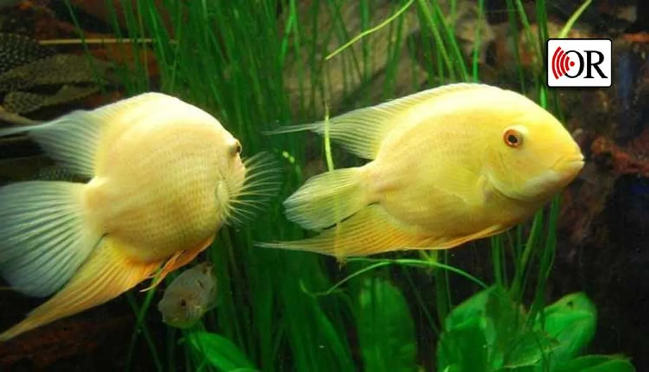 ଘରେ ଯାଉଁଳି ମାଛ ରଖିଲେ ହେବେ ଭାଗ୍ୟବାନ୍‌