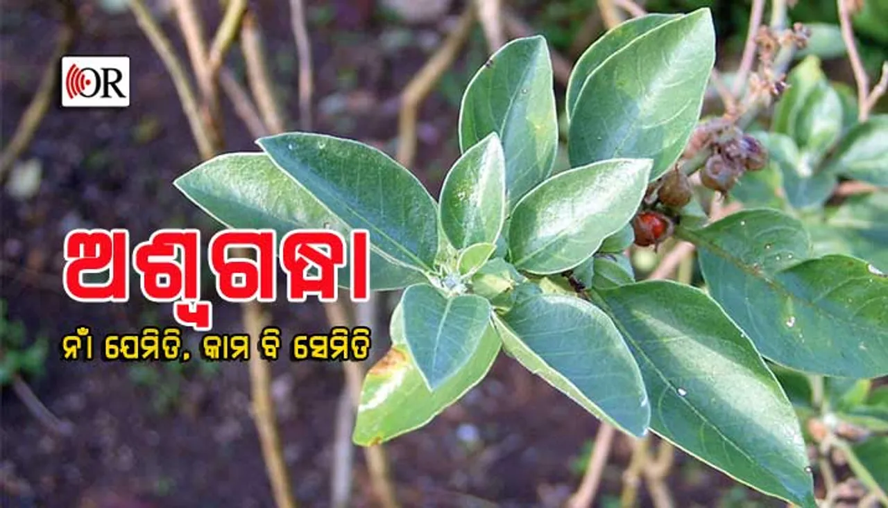 ଅନେକ ରୋଗରୁ ଉପଶମ ଦେଇଥାଏ ‘ଅଶ୍ୱଗନ୍ଧା’