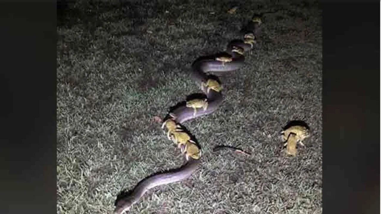 ଅଜଗର ପିଠିରେ ବେଙ୍ଗ ସବାରି, ଦେଖନ୍ତୁ ଭିଡିଓ