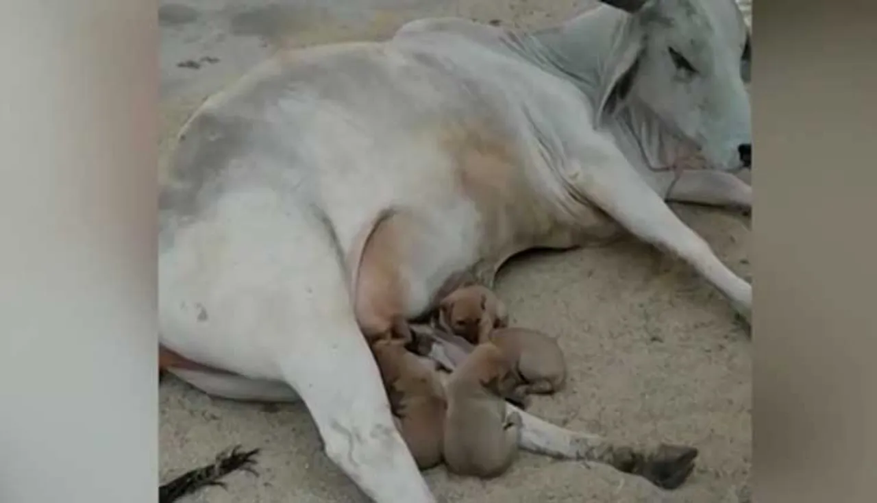 କୁକୁର ଛୁଆଙ୍କୁ କ୍ଷୀର ପିଆଉଛି ଗାଈ, ଭିଡିଓ ହେଉଛି ଭାଇରାଲ