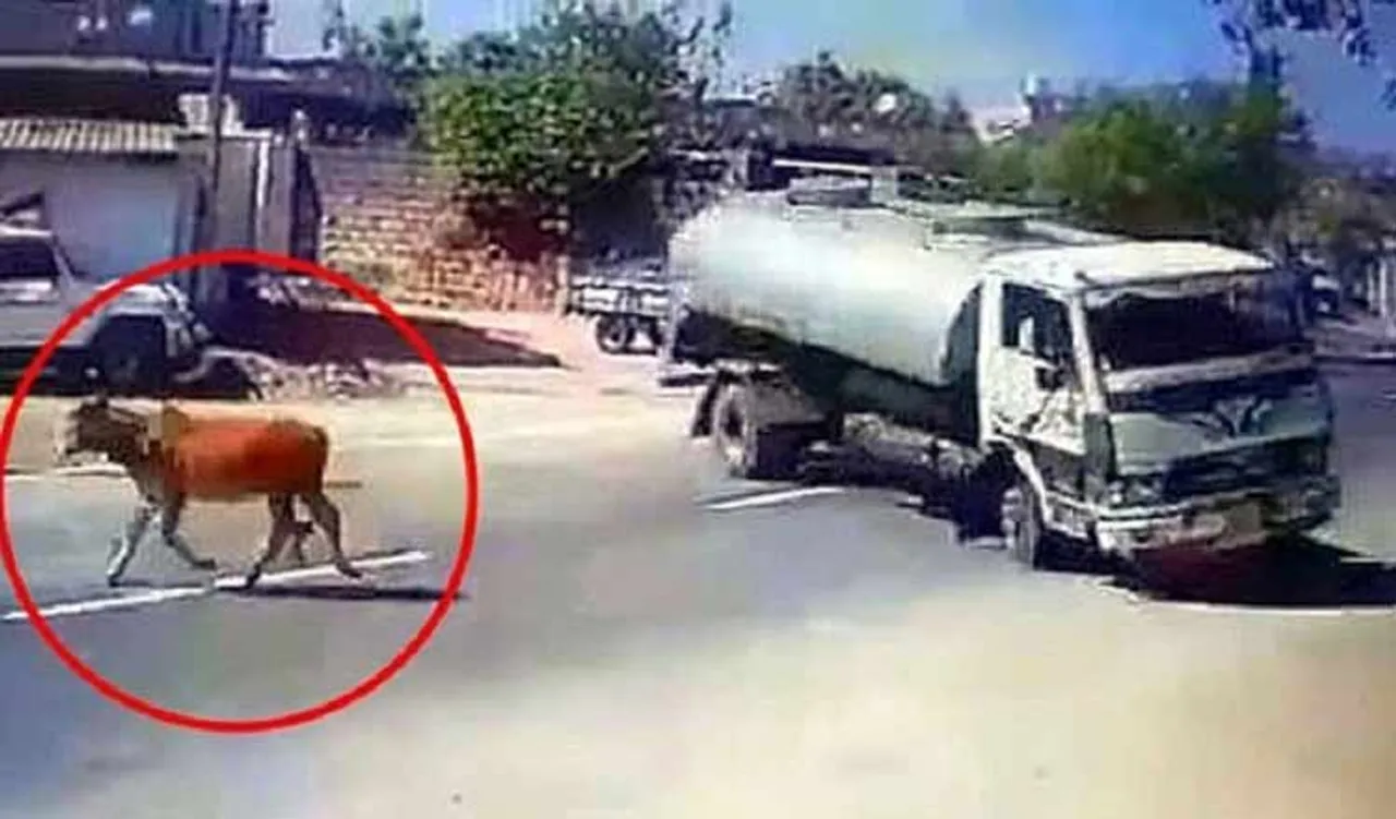 ଫିଲ୍ମ ଷ୍ଟାଇଲ୍‌ରେ ଗାଈର ଜୀବନ ବଞ୍ଚାଇଲେ ଡ୍ରାଇଭର, ଭିଡ଼ିଓ ଭାଇରାଲ୍‌