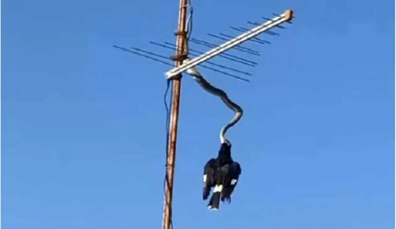 ଟିଭି ଏଣ୍ଟିନାରେ ଅଜଗରର ପକ୍ଷୀ ଶିକାର: ଦେଖନ୍ତୁ ଭିଡିଓ