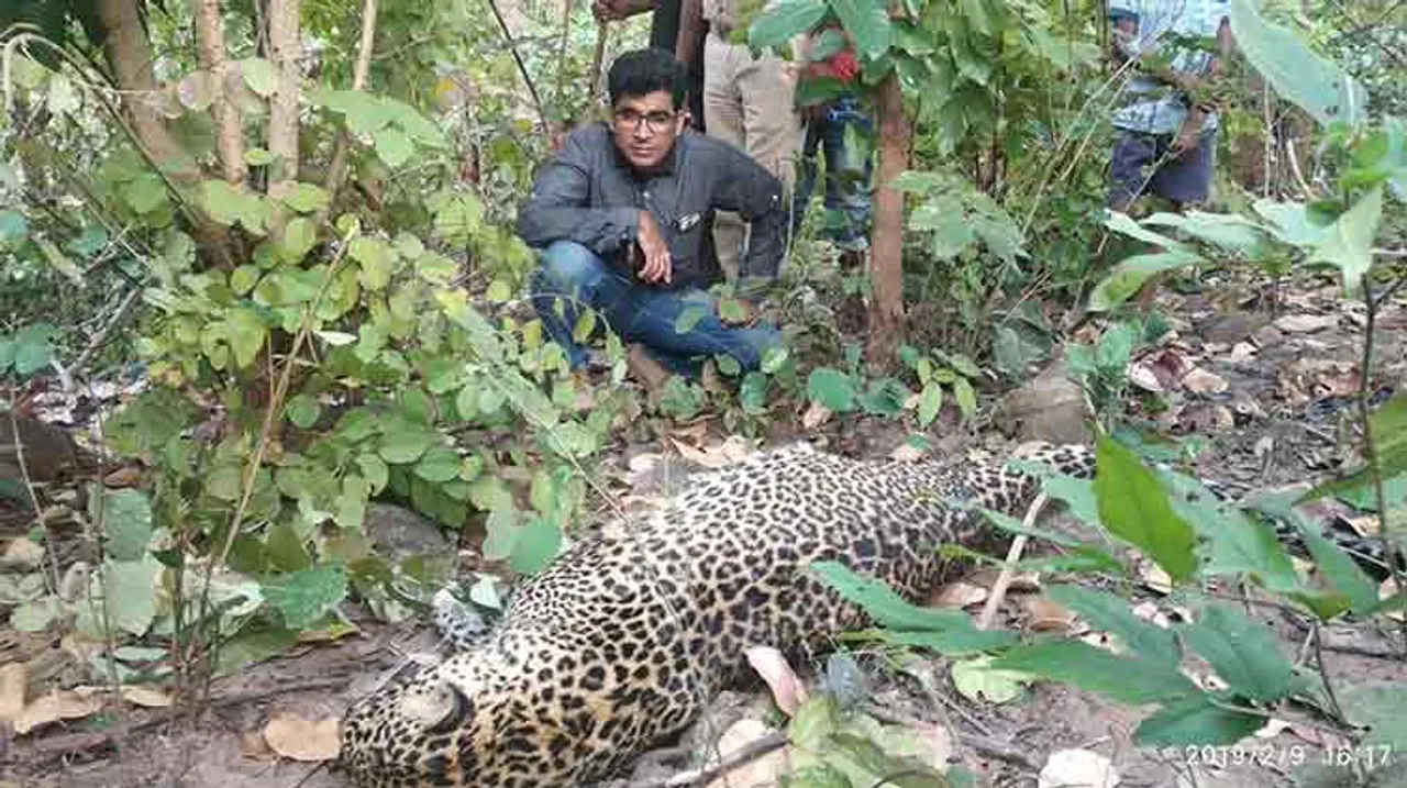 ପୁଣି ଏକ କଲାରାପତରିଆ ବାଘର ମୃତ୍ୟୁ