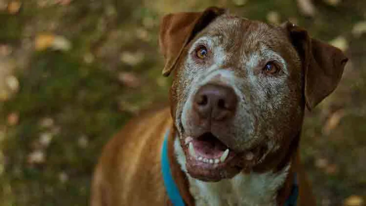 ଗ୍ୟାସ୍‌ ଲିକ୍‌ର ସୂଚନା ଦେଲା କୁକୁର, ଟଳିଗଲା ବଡ଼ଧରଣର ବିସ୍ଫୋରଣ