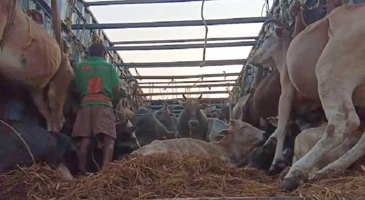 ୩୦୦ ଗୋରୁ ଉଦ୍ଧାର, ୩ଟି ଟ୍ରକ ଅଟକ