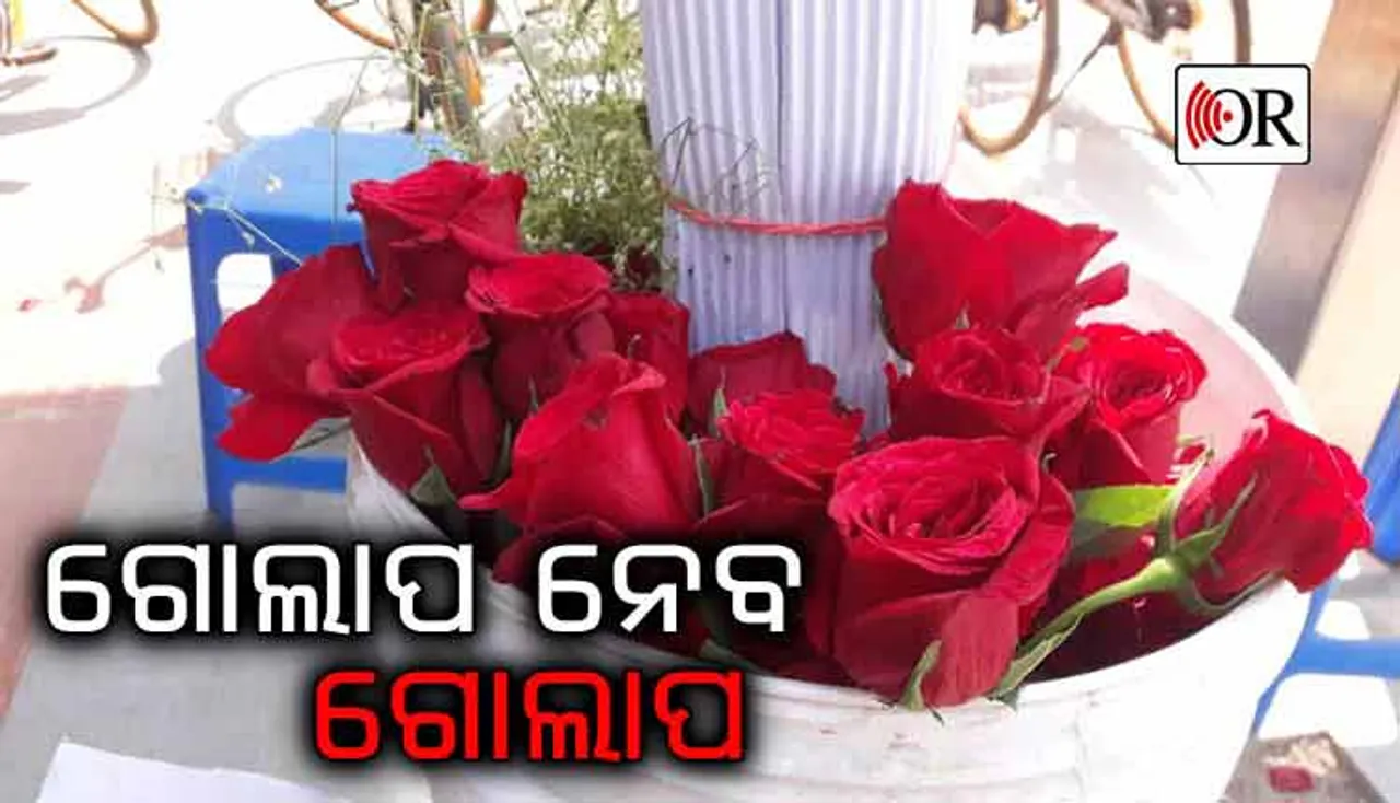 ସେ ବିକୁଚି ଲାଲ୍ ଗୋଲାପ