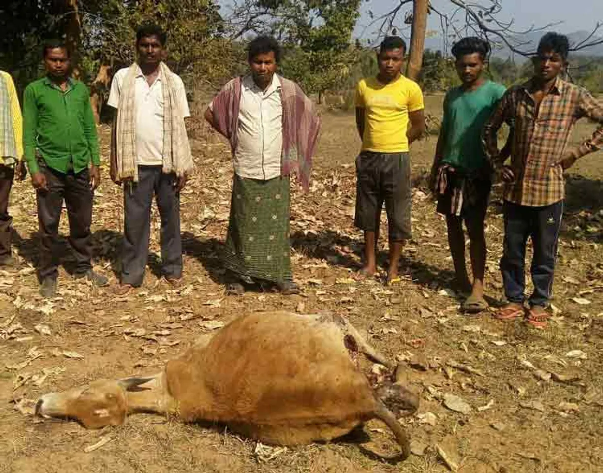 ଲାଞ୍ଜିଗଡ଼ରେ ବାଘ ଆତଙ୍କ, ଖାଇ ଯାଉଛି ଗୃହପାଳିତ ପଶୁ