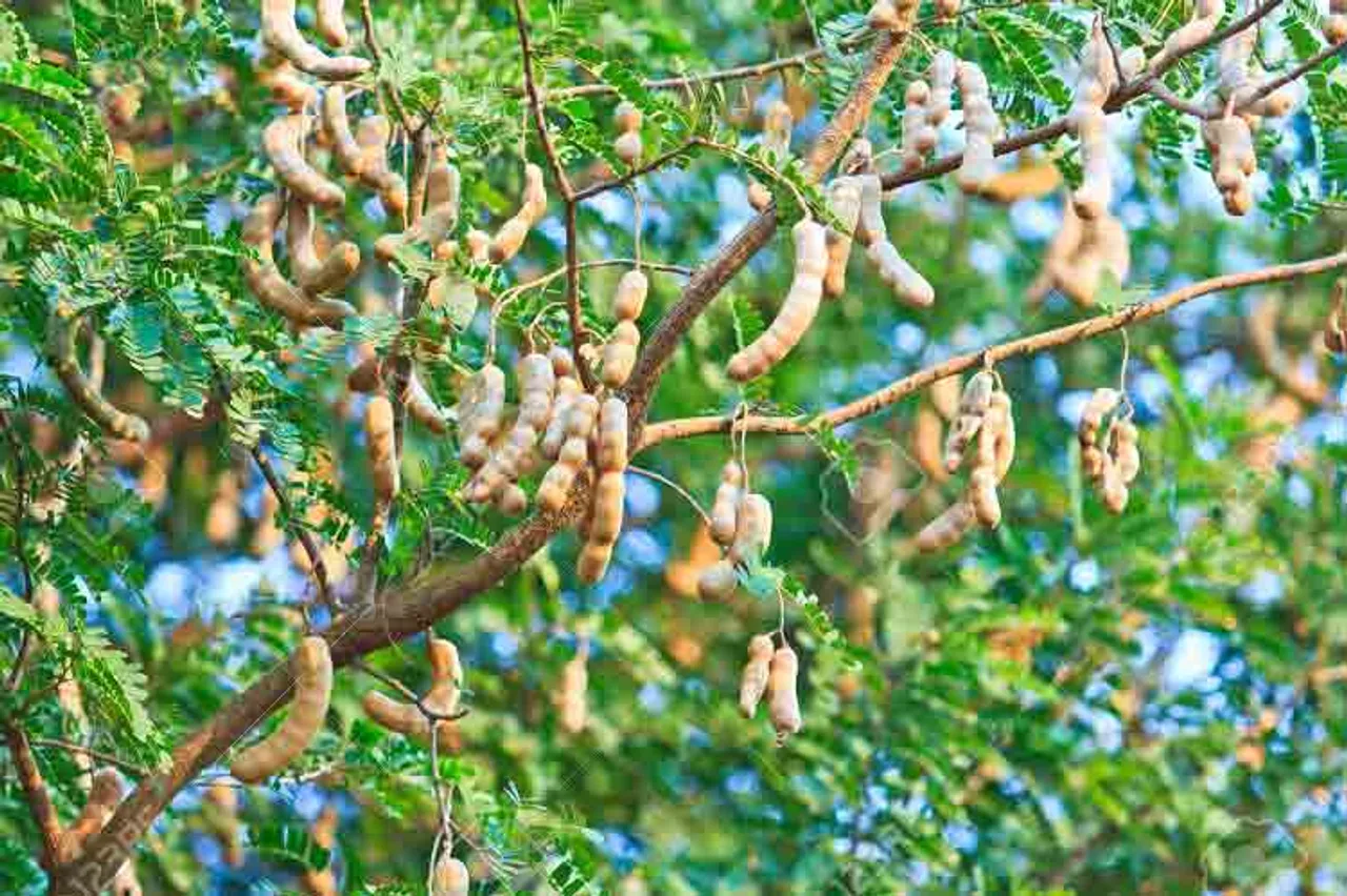 ଘର ପାଖରେ ତେନ୍ତୁଳି ଗଛ ରହିଛି କି? ଜାଣନ୍ତୁ କ’ଣ ହେବ ଅସୁବିଧା