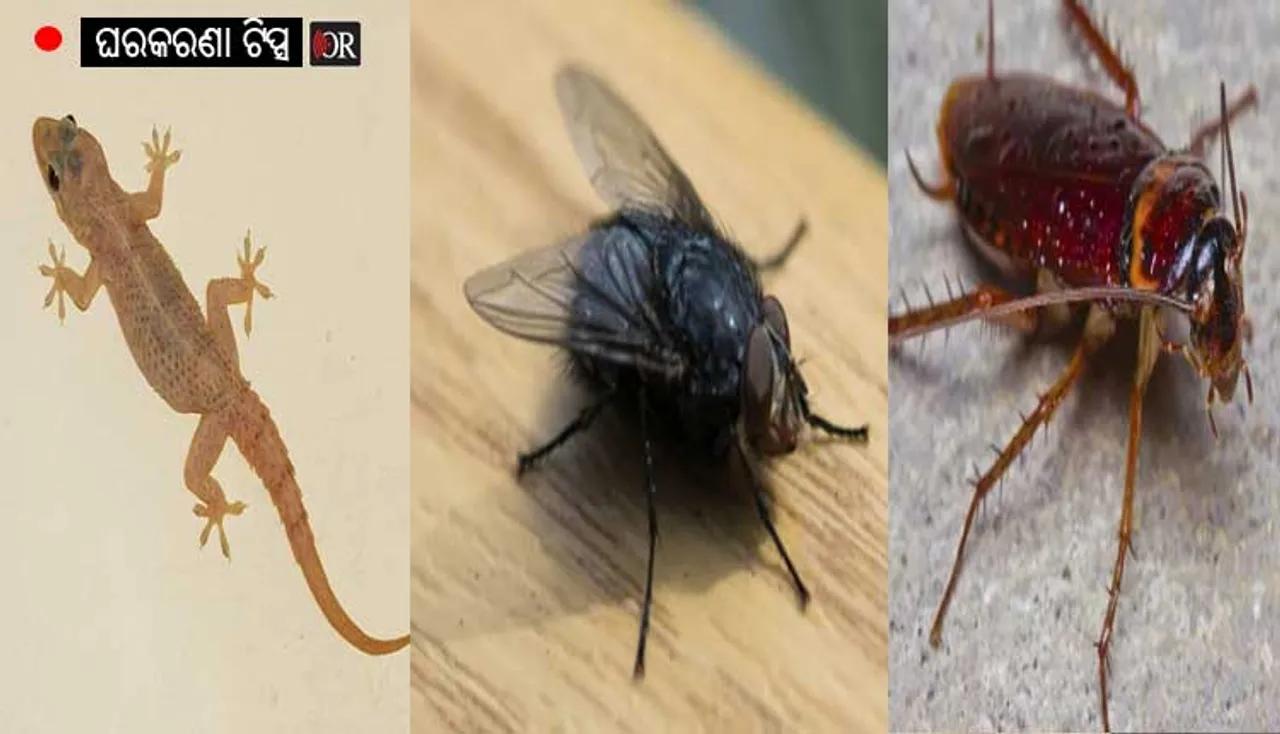 ଘରୁ ଝିଟିପିଟି, ଅସରପା ଓ ମାଛି ଘଉଡ଼ାଇବାକୁ ଚାହୁଁଥିଲେ, ଆପଣାନ୍ତୁ ଏହି ଘରୋଇ ଉପାୟ