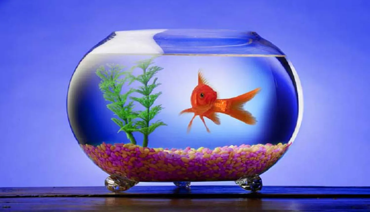 ମାଛ ଆକ୍ୱାରିୟମ୍‌ ଘରେ ଥିଲେ ମାଡ଼ିବ ନାହିଁ ବିପଦ, ଚୟନ କରନ୍ତୁ ସଠିକ୍‌ ଦିଗ