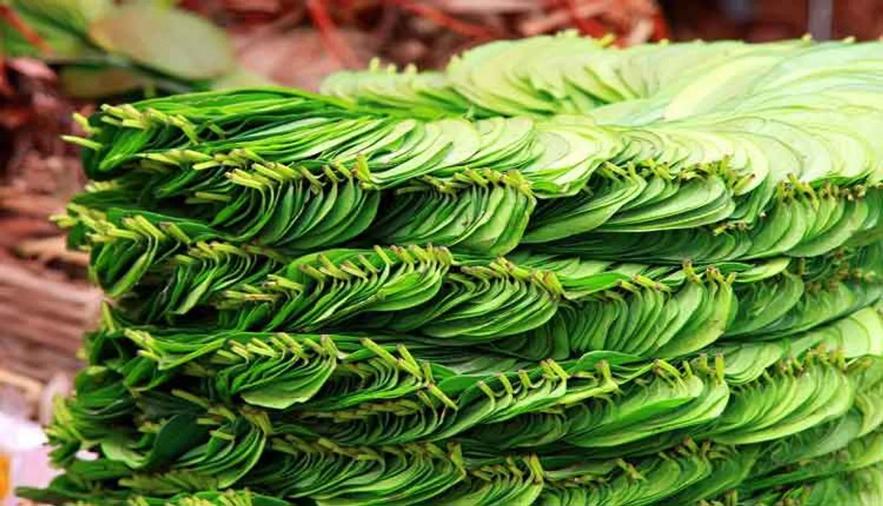 କେବଳ ସ୍ୱାଦରେ ନୂହେଁ, ସ୍ୱାସ୍ଥ୍ୟରେ ମଧ୍ୟ ଉପକାରୀ ପାନ ପତ୍ର