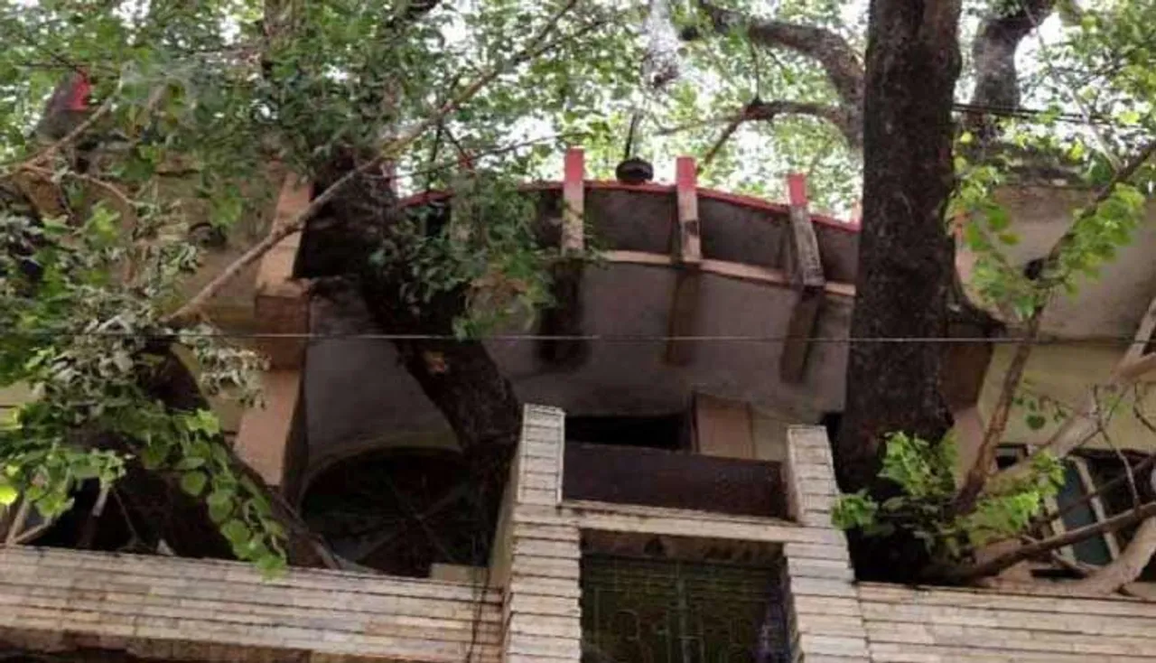 ଘରେ ରହିଛି ଗଛ ନା ଗଛରେ ରହିଛି ଘର, ଜାଣନ୍ତୁ...