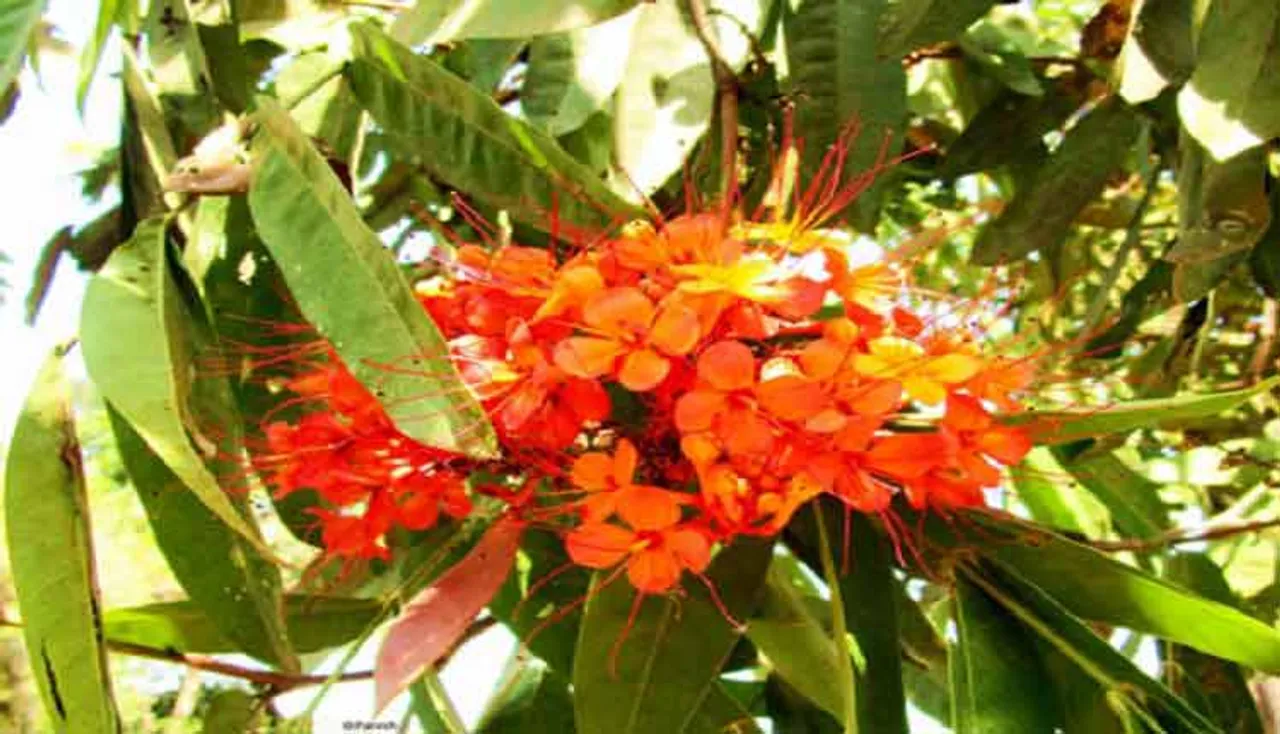 ଏହି ଗଛ ଲଗାଇବା ଦ୍ୱାରା ଘରୁ ଦୂର ହୋଇଥାଏ ବାସ୍ତୁ ଦୋଷ