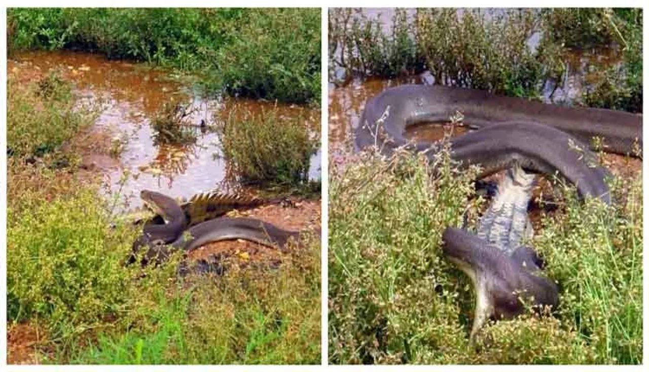 କୁମ୍ଭିର Vs ଅଜଗର, କେବେ ଦେଖିନଥିବେ ଏପରି ଲଢେଇ, ଜାଣନ୍ତୁ ଜିତିଲା କିଏ