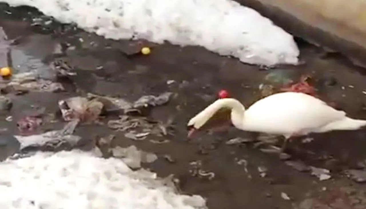 ପାଣିରୁ ପ୍ଲାଷ୍ଟିକ୍‌ ସଫା କରୁଛି ହଂସ; ଆମ ଆଖି ଖୋଲିବ କେବେ?